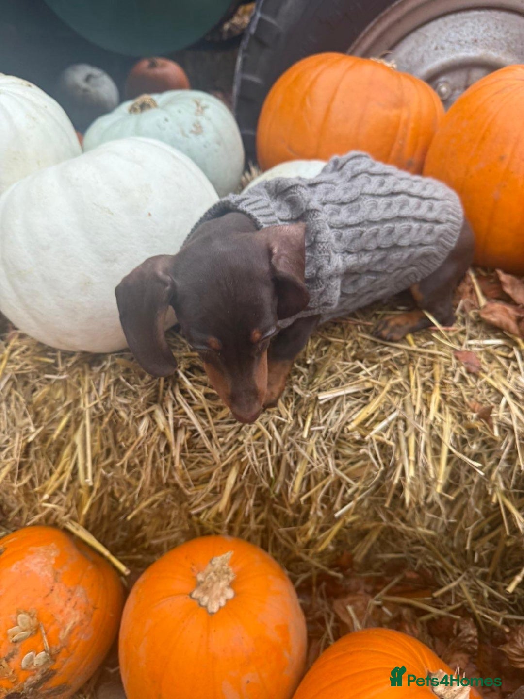 Miniature Dachshund dogs for sale: Miniature chocolate dachshund  - Advert 4