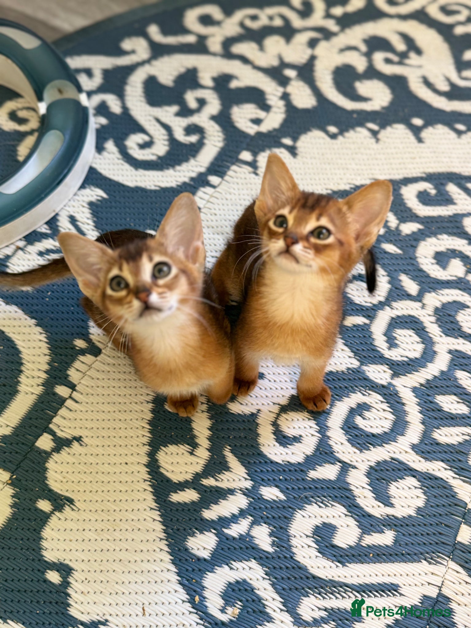 Abyssinian cats Pedigree abbysinian kittens - Advert 1