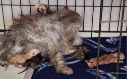 Persian cats for sale: Beautiful  brown tabby female persian  - Image 6