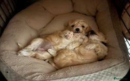 Maltipoo dogs for sale: Maltipoo Puppies  - Image 16