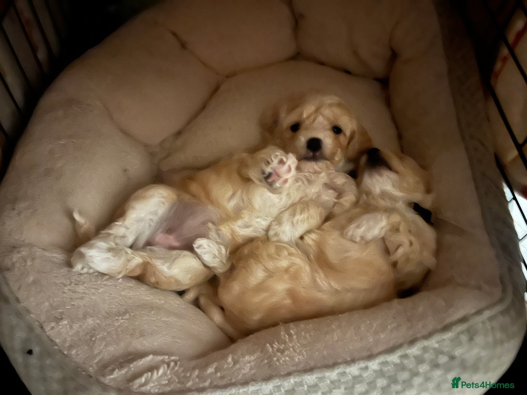 Maltipoo dogs for sale: Maltipoo Puppies  - Image 16