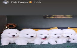 Samoyed dogs for stud: Top Quality KC Proven stud with Champion lineage  - Image 16