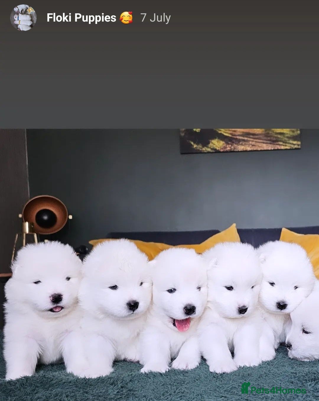 Samoyed dogs for stud: Top Quality KC Proven stud with Champion lineage  - Image 16