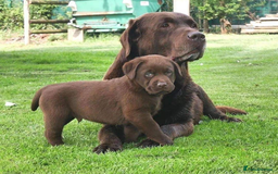 Labrador Retriever dogs for sale: CHUNKY HEALTH CHECKED PUPPIES  - Image 2