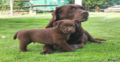 Labrador Retriever dogs - Advert 3