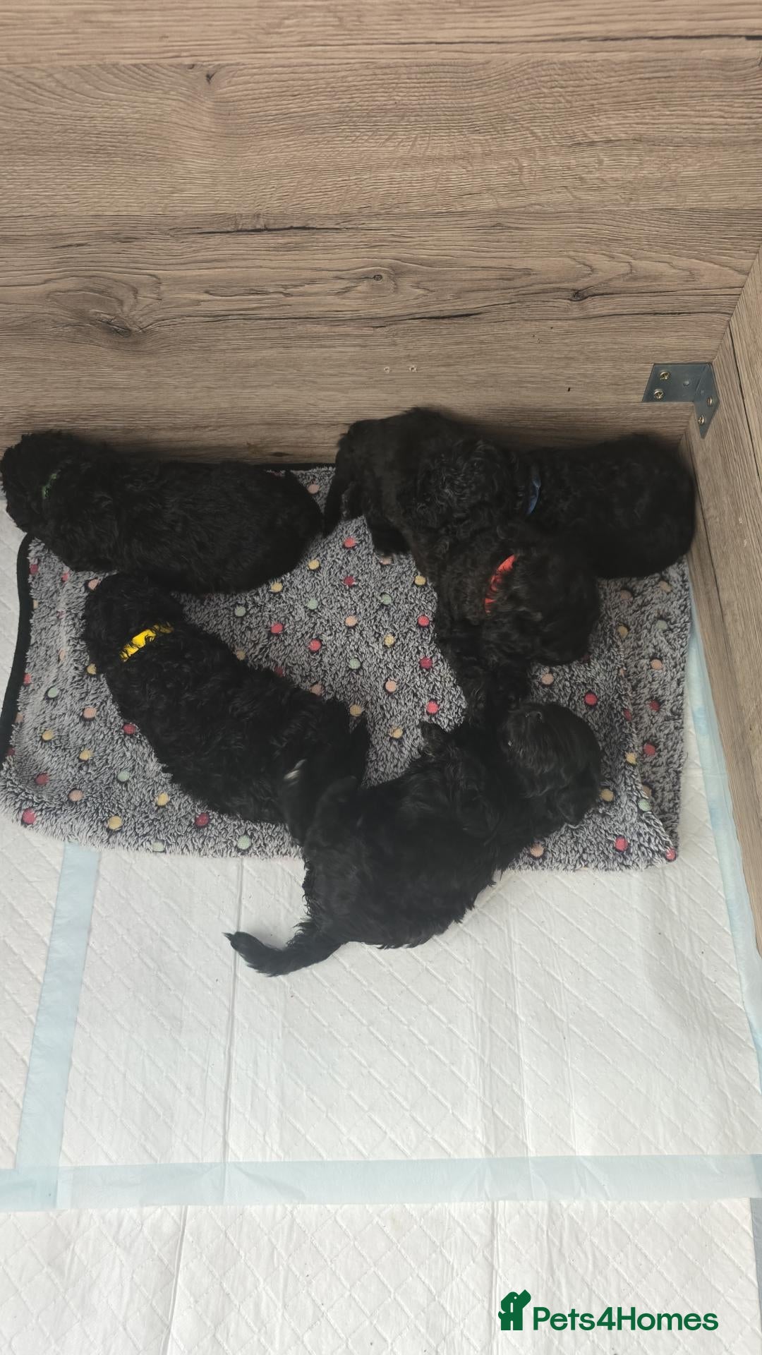 Shihpoo dogs ✨ F1B Shihpoo Puppies Looking for Forever Families - Advert 2