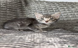 Bengal cats for sale: Four beautiful baby girl kittens  - Image 3