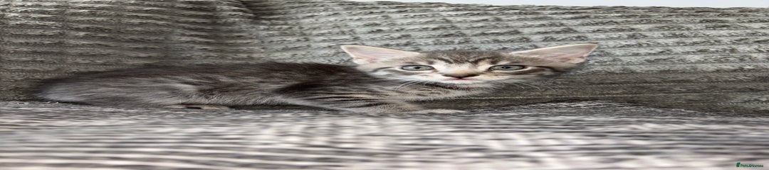 Grey and white Kitten 1