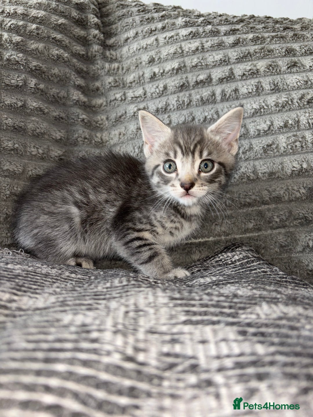 Bengal cats for sale: Four beautiful baby girl kittens  - Image 3
