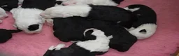 Old English Sheepdog dogs for sale: Stunning KC Registered Old English Sheepdog Pups - Advert 4