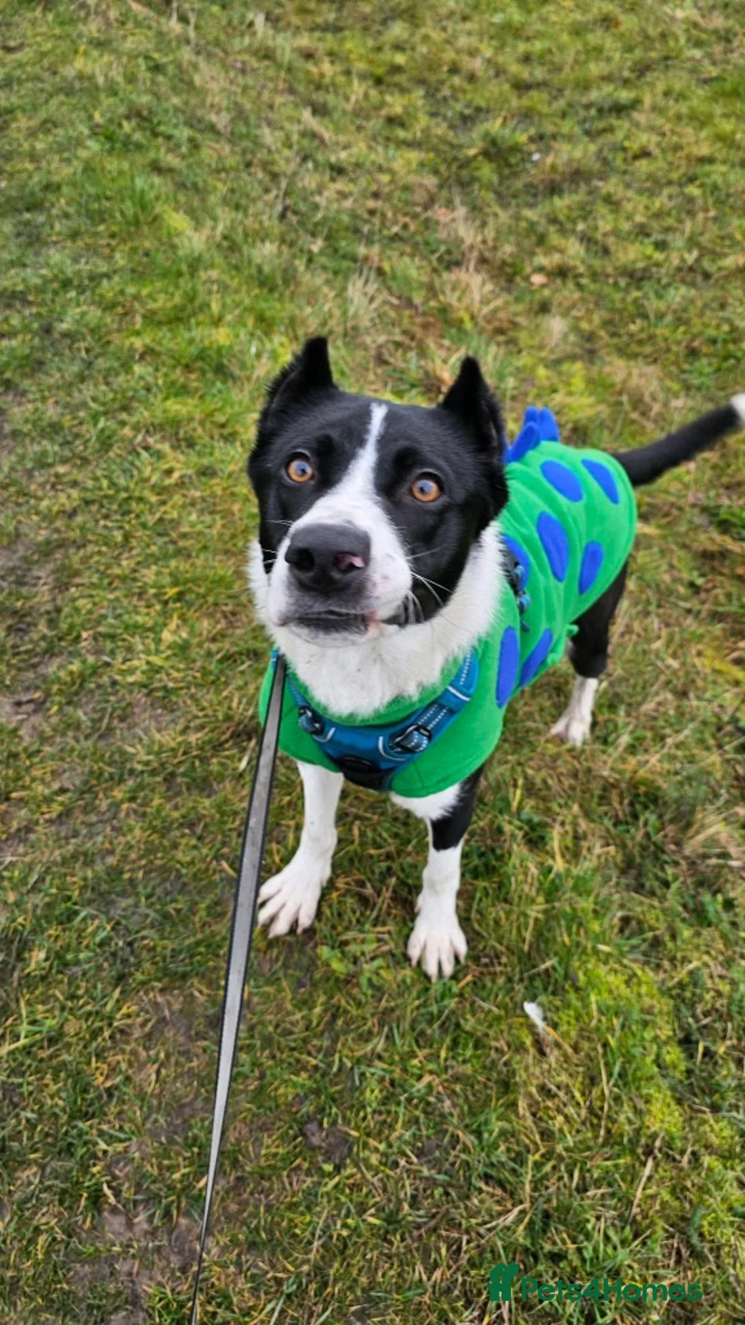 Mixed Breed dogs for adoption: Adopt Arlo!  Your new best friend in the making in Grimsby - Advert 2