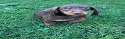 Miniature Dachshund dogs for sale: Miniature boy dachshunds - Advert 2