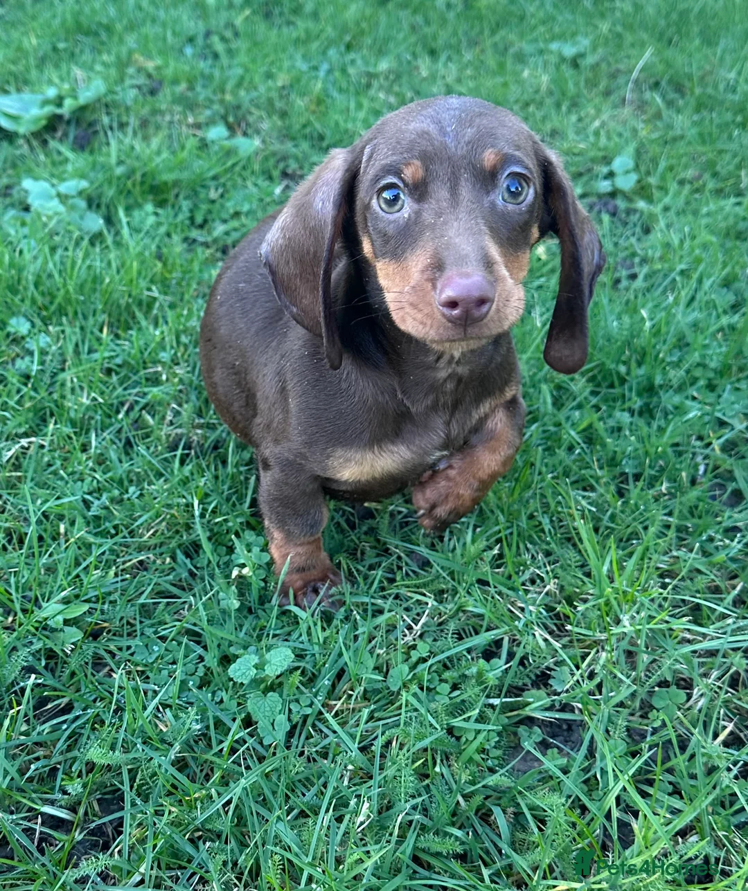 Miniature Dachshund dogs for sale: Miniature boy dachshunds - Advert 2