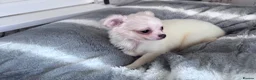 Chihuahua dogs for sale: gorgeous puppies in hull - Advert 16