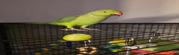 Ringnecks birds for sale: green ringneck parrot  in Worcester - Advert 3