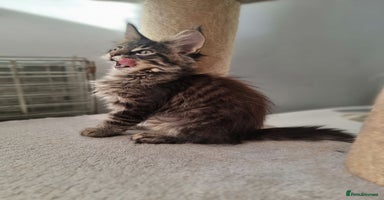 Maine Coon cats TICA REG.  Amazing kittens  - Advert 14