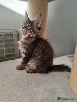 Maine Coon cats TICA REG. Amazing kittens - Advert 3