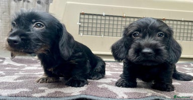 Miniature Dachshund dogs - Advert 8