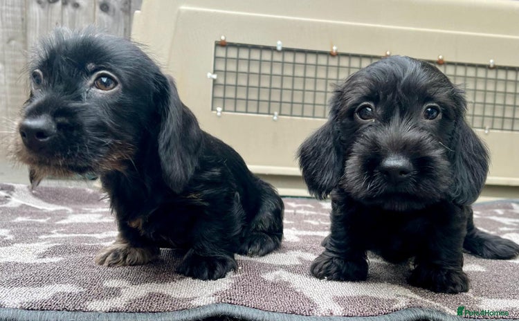 Miniature Dachshund dogs - Advert 1