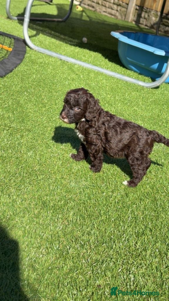 Cavapoo dogs F1 Cavapoo Puppies – 2 Boys & 3 Girls Available 🐾 - Advert 4