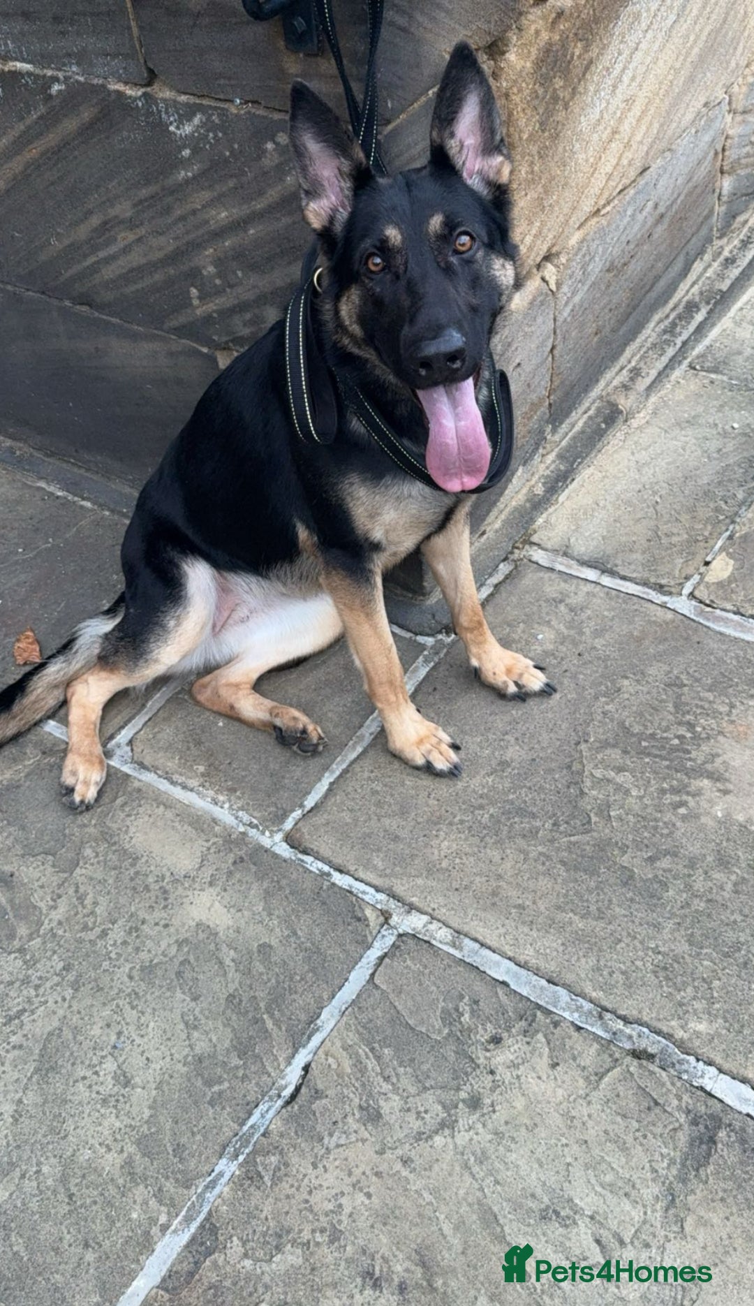 Mixed Breed dogs for sale: German Shepherd - Advert 3