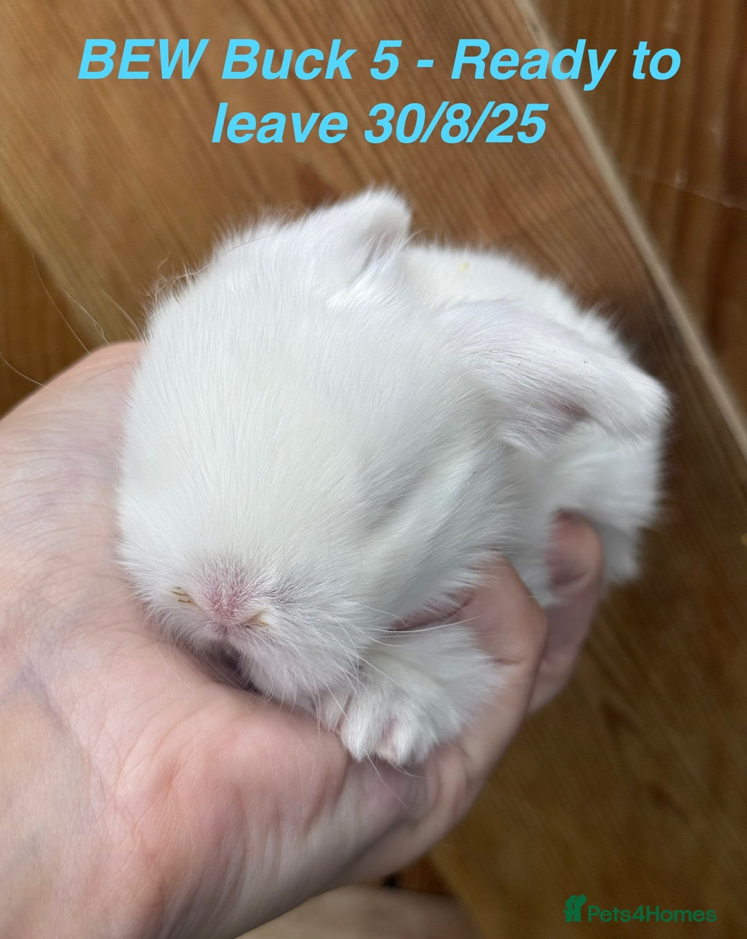 Mini Lop rabbits for sale: Mini Lops Bunnies. READ DESCRIPTION - Updated 22/7 in Chard - Image 29