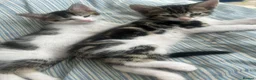 Mixed Breed cats for sale: Kittens *85* if picked up today - Advert 18