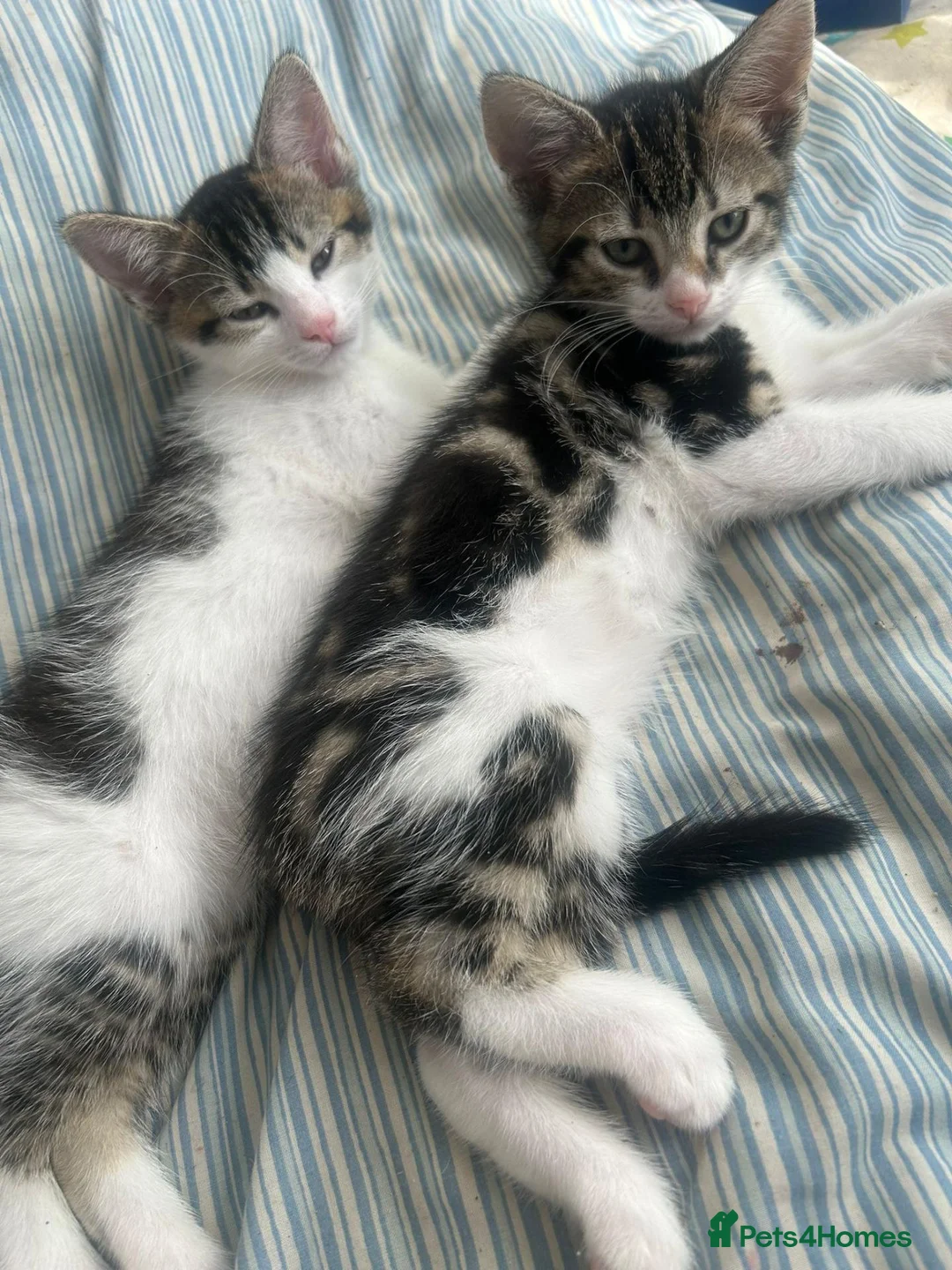 Mixed Breed cats for sale: Kittens *85* if picked up today - Advert 18
