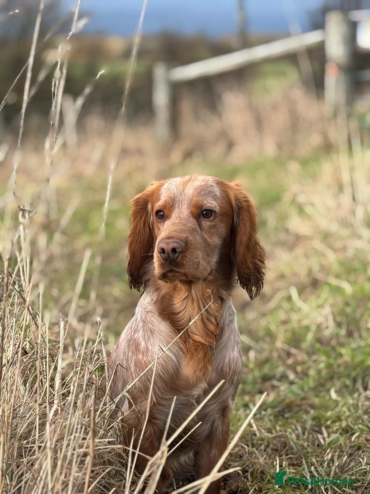 Cocker Spaniel dogs Legally docked KC cockers  - Advert 2