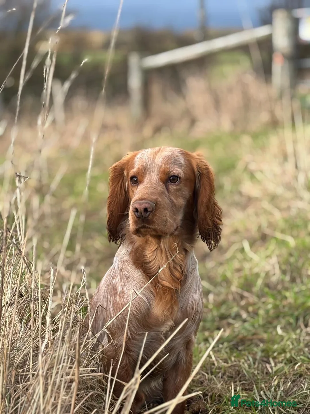 Cocker Spaniel dogs for sale: Legally docked KC cockers  - Advert 2