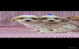 Cavachon dogs for sale: Cavachon Puppies for sale - Image 2
