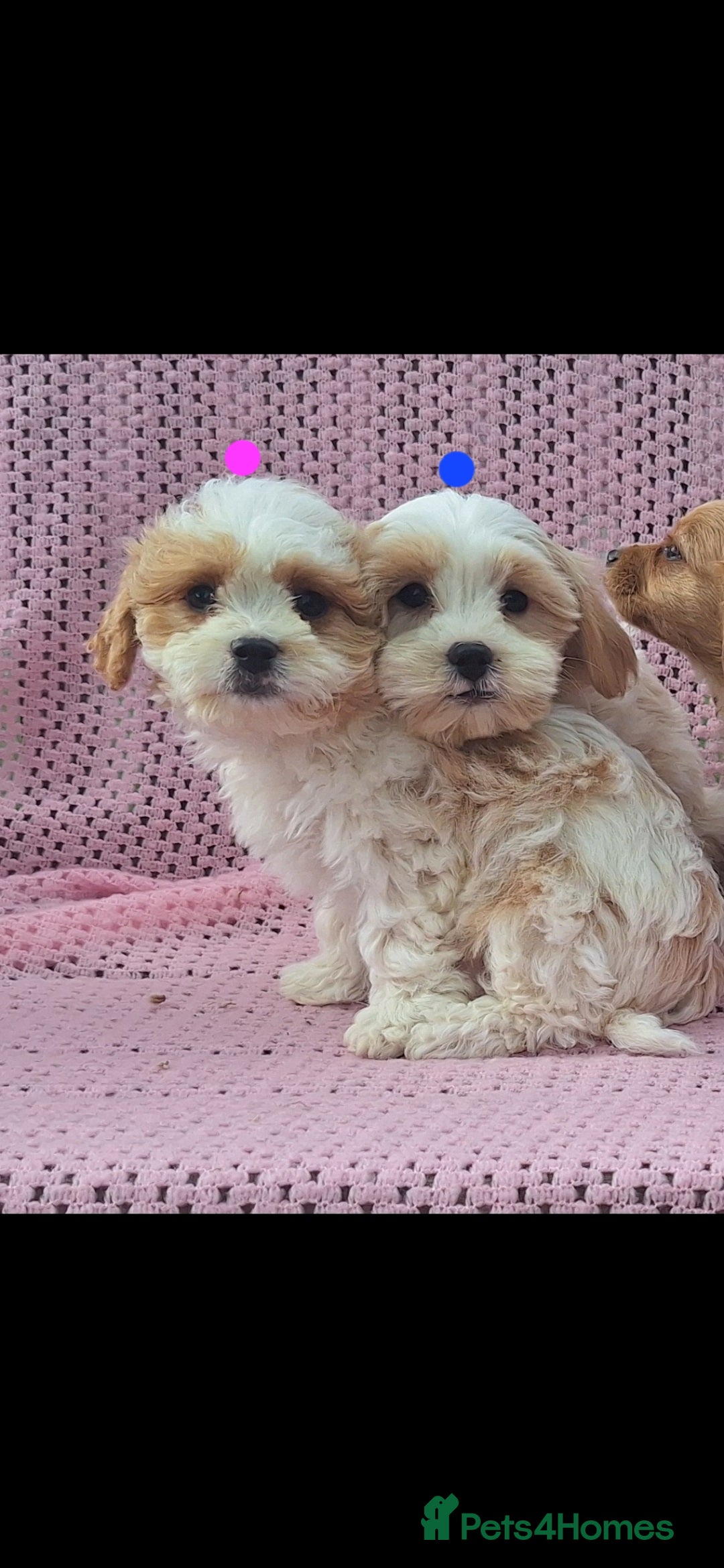 Cavachon dogs for sale: Cavachon Puppies for sale - Image 2