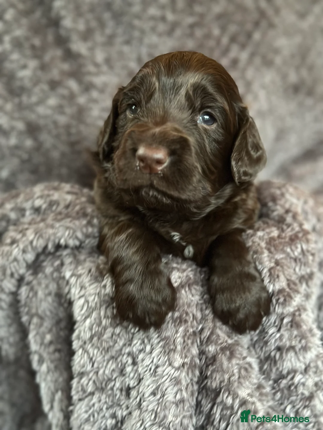 Cocker Spaniel dogs for sale: Working cocker spaniel puppies for sale in Ewhurst - Advert 7