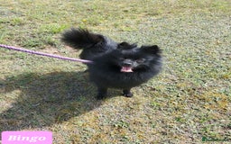German Spitz dogs for sale: Bluey & Bingo looking for Loving Homes.  - Image 2