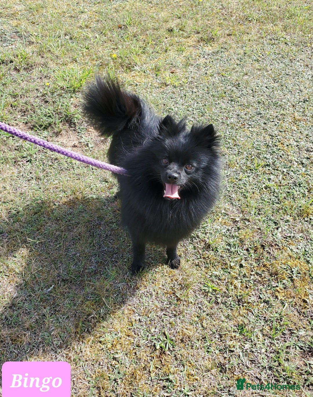 German Spitz dogs for sale: Bluey & Bingo looking for Loving Homes.  - Image 2