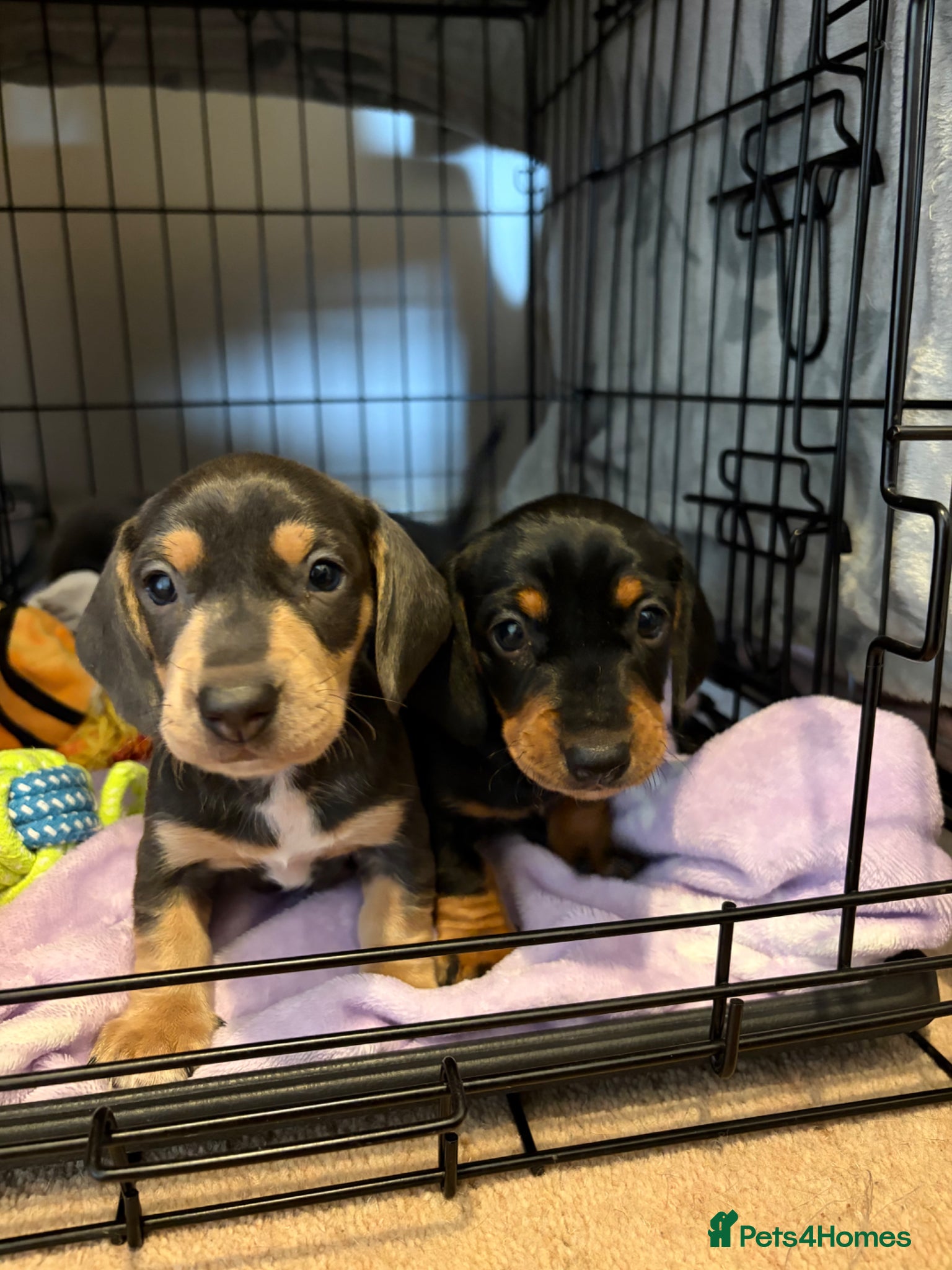 Miniature Dachshund dogs 🤍Miniature Dachshunds🤍 - Advert 18