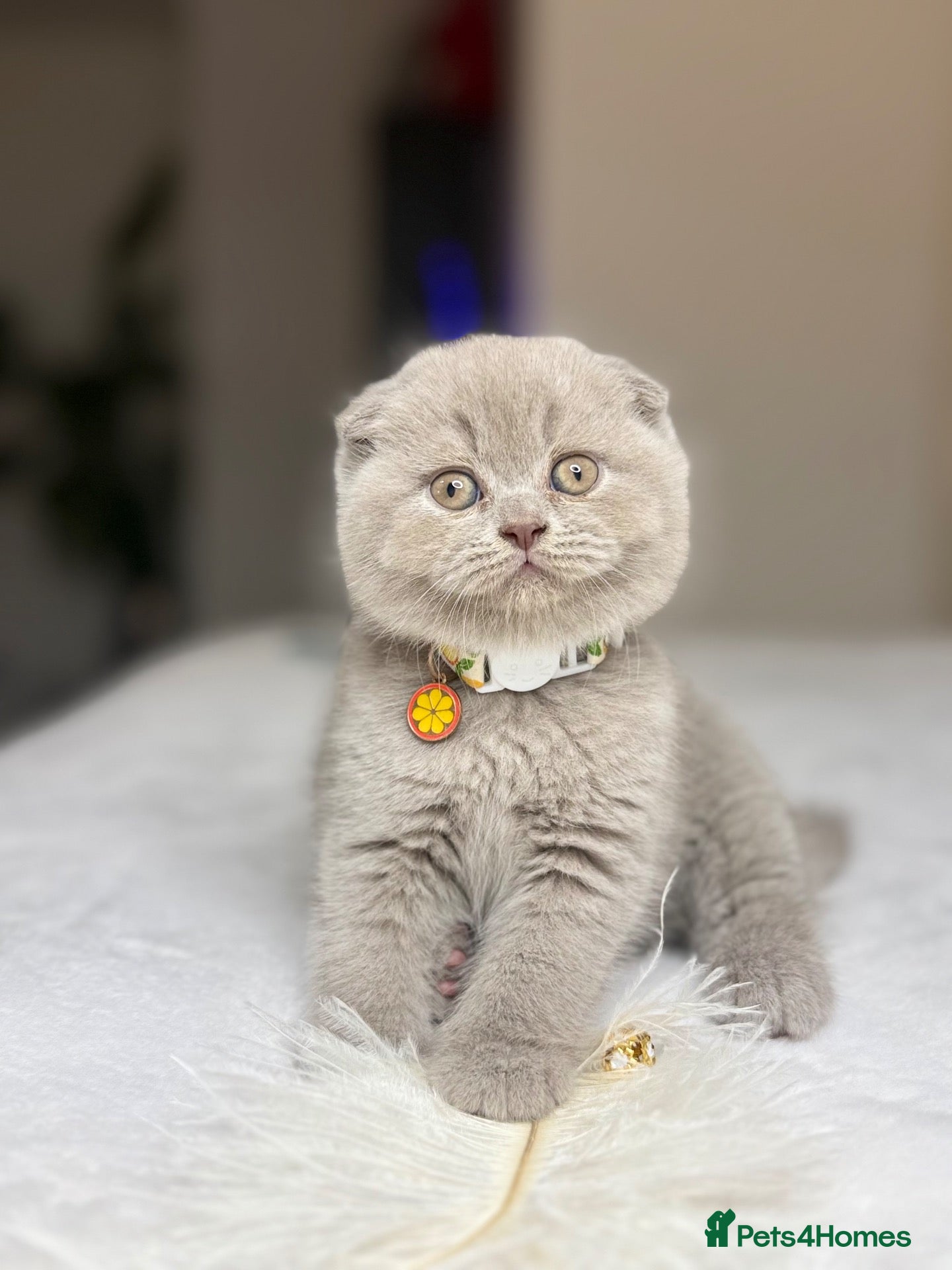 Scottish Fold cats Scottish fold - Advert 1