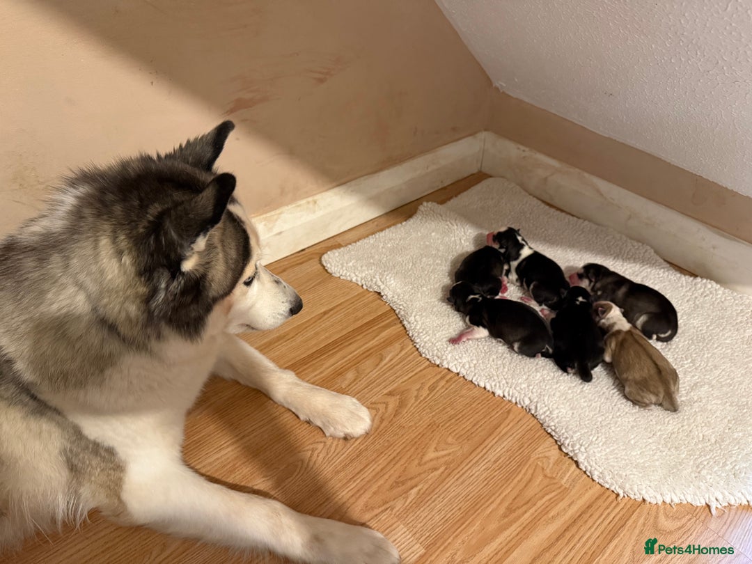 Siberian Husky dogs for sale: Siberian husky puppies  - Image 4