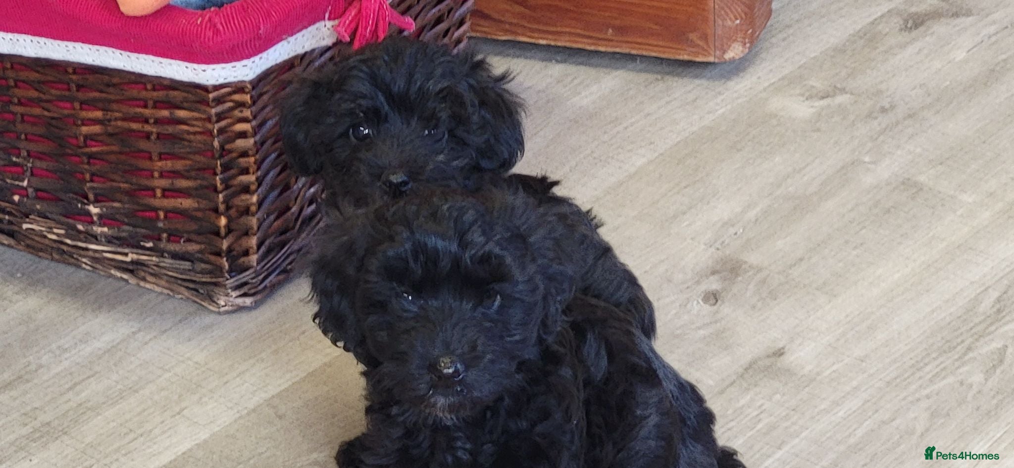 Yorkiepoo dogs  YORKIEPOOS PUPPIES  FROM LICENSED BREEDER.  - Advert 9