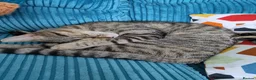 Mixed Breed cats for sale: 2 beautiful cats looking for a loving home in Saint Austell - Advert 10