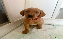 Labrador Retriever dogs for sale: Beautiful Labrador puppies for sale  - Image 1
