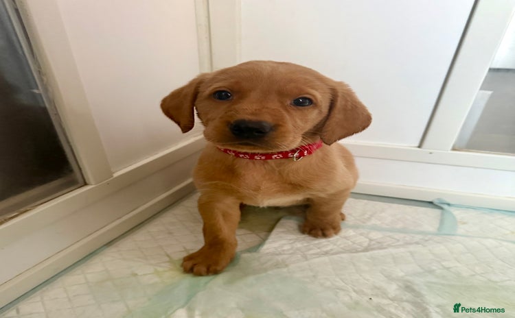 Labrador Retriever dogs - Advert 11