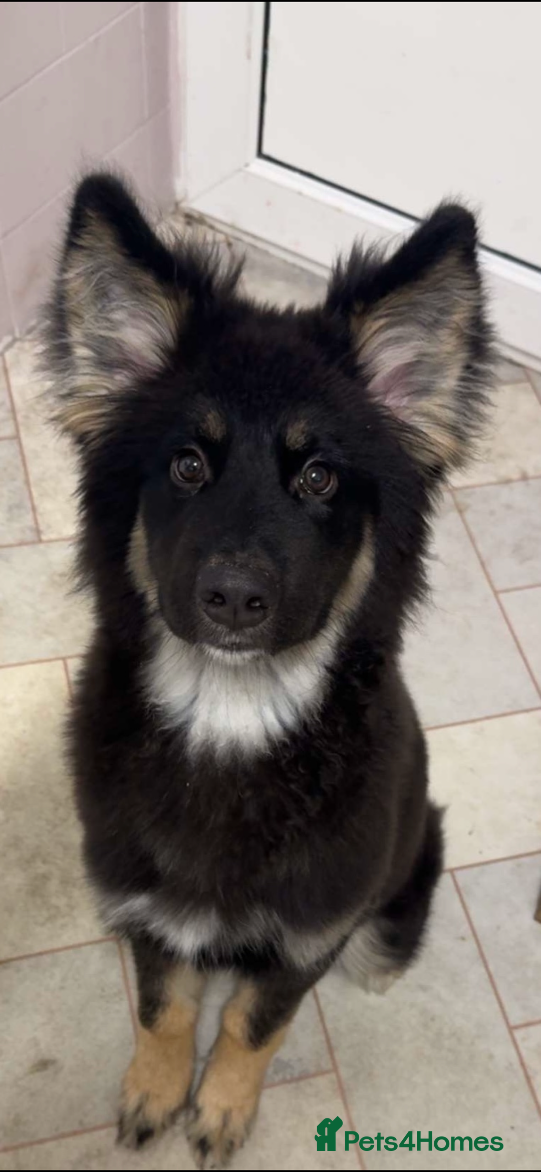 German Shepherd dogs for sale: 5 month German Shepard puppy - Advert 2