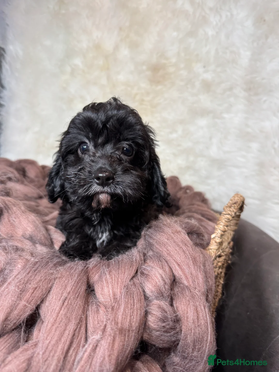 Cavapoo dogs for sale: F1 DNA clear Cavapoo puppies in Ystrad Meurig - Advert 2