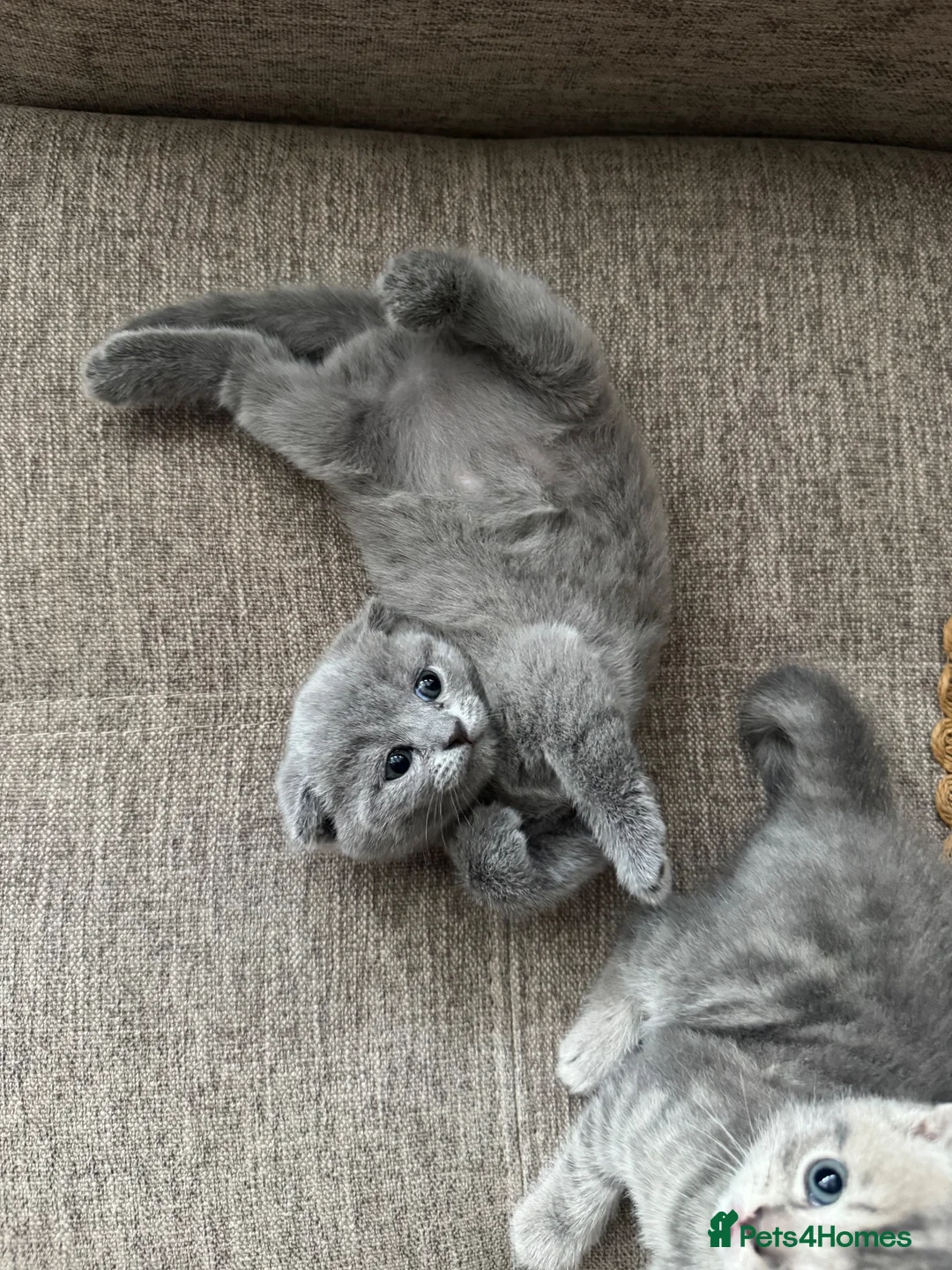 Scottish Fold cats for sale: 💙 Beautiful Blue Scottish Fold Girl - Advert 1