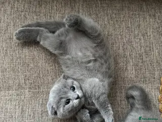 Scottish Fold cats 💙 Beautiful Blue Scottish Fold Girl - Advert 1