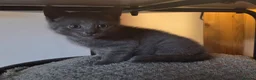 Mixed Breed cats for sale: Kittens  - Advert 10