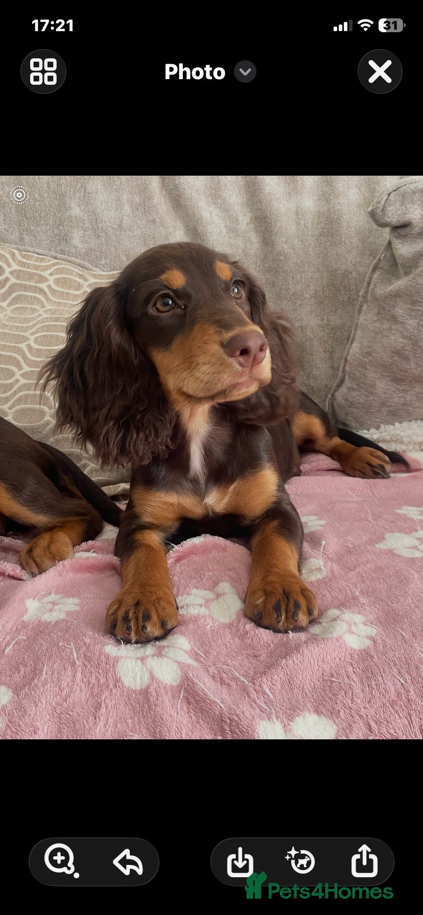 Cocker Spaniel dogs 7 Chocolate & Tan Cocker Spaniel Pups  - Advert 1