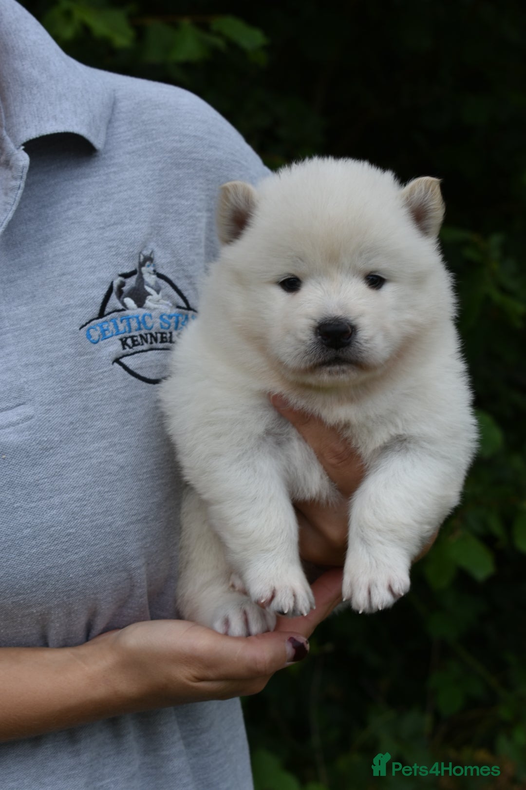 Siberian Husky dogs for sale: Beautiful Chowski puppies  - Image 3
