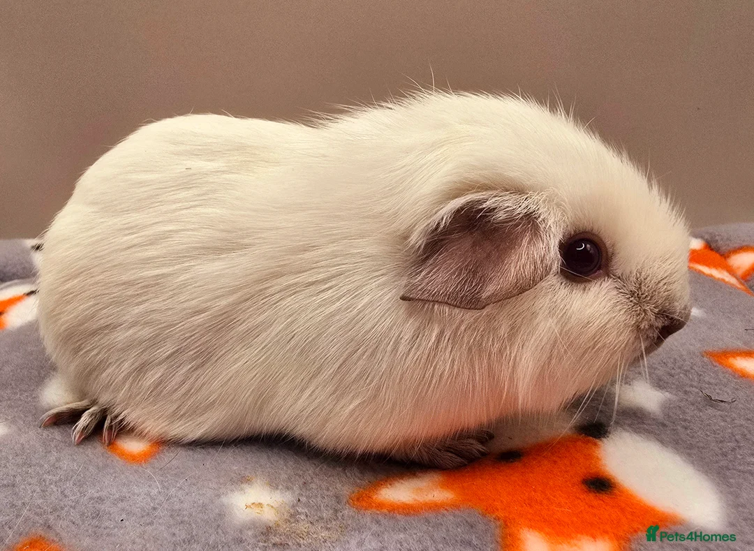 Guinea Pig rodents for sale: X3 Californian Boars £35 each - Advert 8